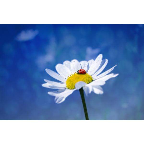 Pocztówka Stokrotka i biedronka 1 szt. 0