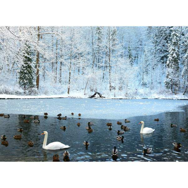 Pocztówka Łabędzie i kaczki na jeziorze 1 szt. 0