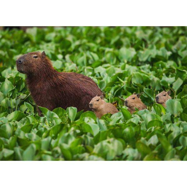 Pocztówka Mama Kapibara 1 szt. 0