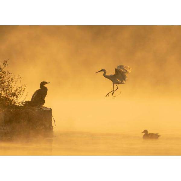 Pocztówka Kormorany 1 szt. 0