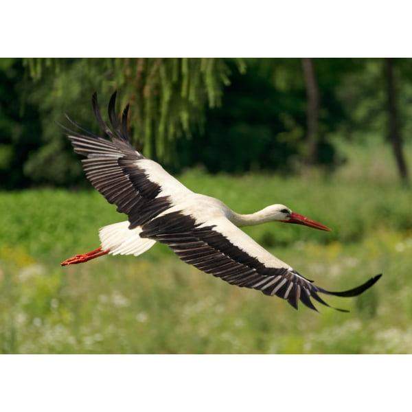 Pocztówka Bocian biały 1 szt. 0