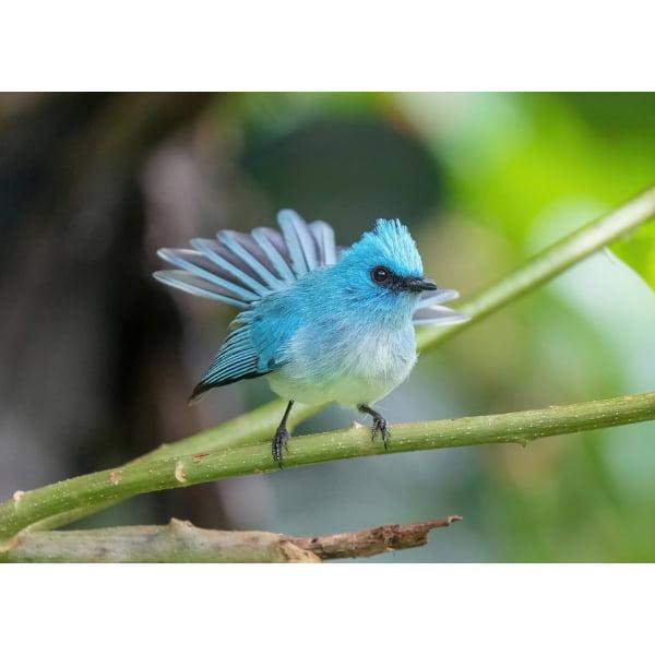 Pocztówka Muchodławik błękitny 1 szt. 0