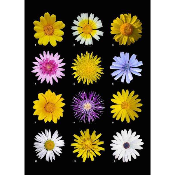 Pocztówka 12 kwiatów 1 szt. 0